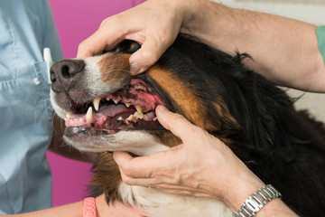 Vétérinaire, consultation de la bonne santé d'un chien, température,stétoscope , électro , cardio , gramme , le cœur, les yeux, les oreilles, épillet, les dents, les articulations, ongles.