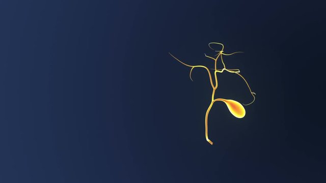 Gallbladder 