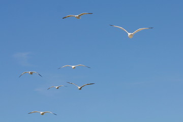 eine Schar Möwen im Flug