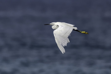 Cattle Egret in Flight Over Sea