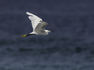 Little Egret in Flight Over Sea