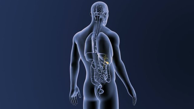Gallbladder with Organs