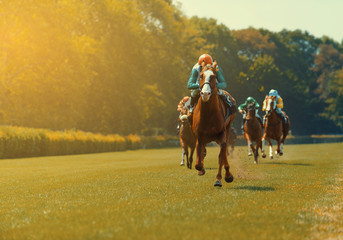 Mehrere Rennpferde mit Jockeys bei einem Pferderennen