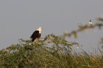 Schreiseeadler - Haliaeetus vocifer