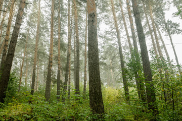 Beautiful summer forest with different trees. Toned image.