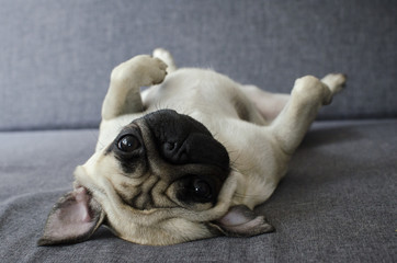 cute pug laying on back