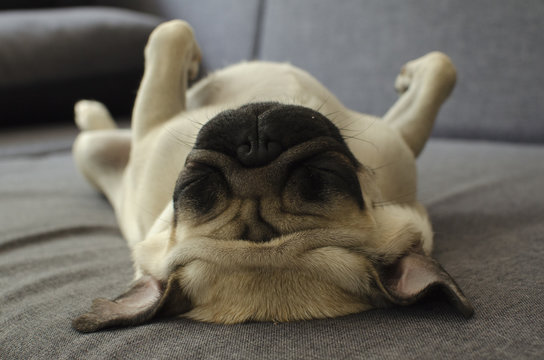 Cute small dog breed pug sleeping on back