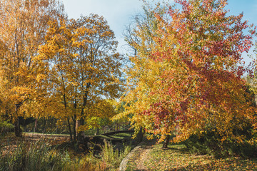 Obraz premium City park footpath in golden autumn