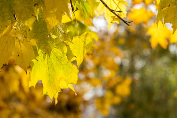 Golden maple leaves in the autumn city park