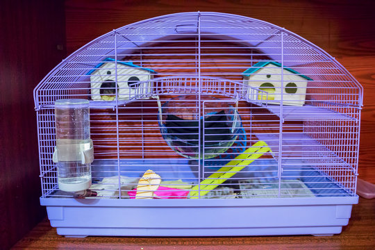 Cage for small Pets - rats, mice, rabbits, etc. . In the cage you can see two toy house, a drinking bottle and other different things
