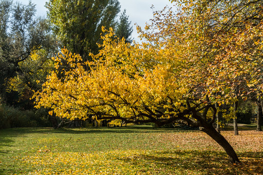  City park in golden autumn