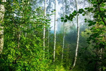 Beautiful summer forest with different trees
