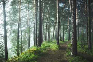 Obraz premium Beautiful summer forest with different trees. Toned image.