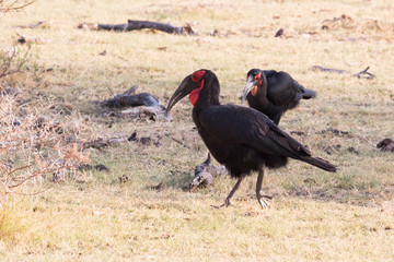 Südlicher Hornrabe (Bucorvus leadbeateri)