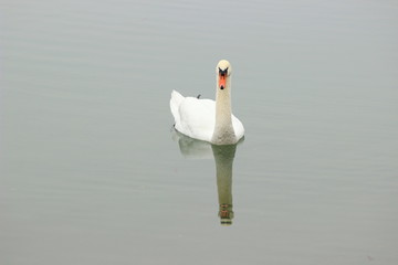 Swan in water