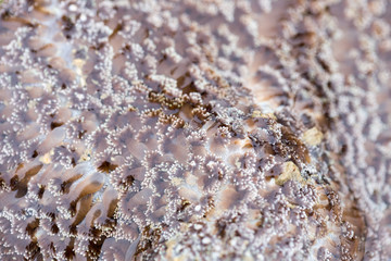Sea anemones are a group of marine,Sea anemones are classified in the phylum Cnidaria, class Anthozoa, subclass Hexacorallia for education.