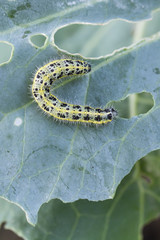 Adult white cabbage caterpillar on the plant.