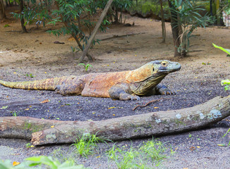 Комодский дракон