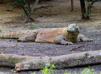 Комодский дракон