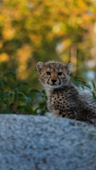 junger gepard  © JK