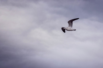 sur fin del mundo glaciares frio nieve
