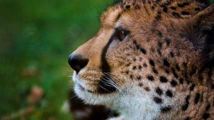 gepard portrait © JK