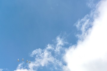 birds