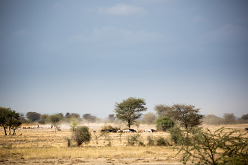 Obraz premium Masai ziehen mit ihrer Herde durch die Savanne - Tansania