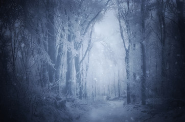 fantasy forest with snow falling in winter © andreiuc88