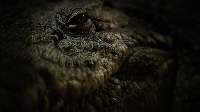 crocodile close-up looking directly at the camera