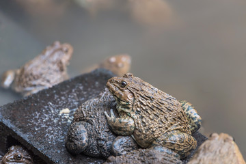 close up edible frogs in concrete tank habitat at aquaculture farm