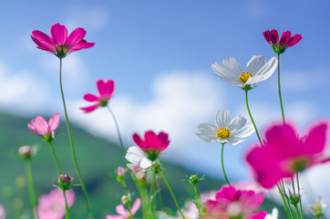 Pink and white cosmos flowers garden.