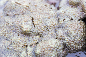 The Alcyonacea, or soft corals, are an order of corals which do not produce calcium carbonate skeletons in sea for education.