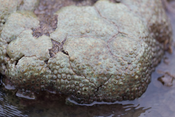 The Alcyonacea, or soft corals, are an order of corals which do not produce calcium carbonate skeletons in sea for education.