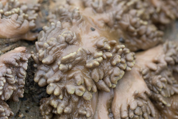 The Alcyonacea, or soft corals, are an order of corals which do not produce calcium carbonate skeletons in sea for education.