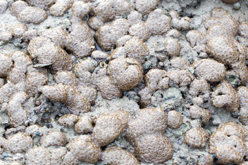 The Alcyonacea, or soft corals, are an order of corals which do not produce calcium carbonate skeletons in sea for education.