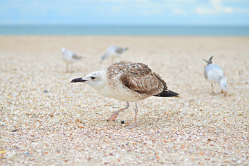 Angry European herring gull,  Larus argentatus on the beach. Immature herring gull is focused, other gulls are blurred