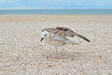  Immature European herring gull,  Larus argentatus on the beach.