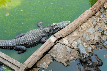 Crocodile or Alligator walking on land and in the dirty water for animal background or texture.