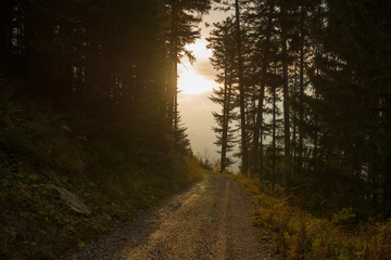 Obraz premium Weg im Wald richtung Sonne