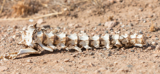 Bone spine of a wild animal