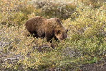 Grizzly Bear in Denali National Park Alaska