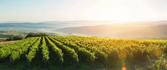 Deurstickers Wijngaard Extra brede panoramische opname van een zomerse wijngaard bij zonsondergang