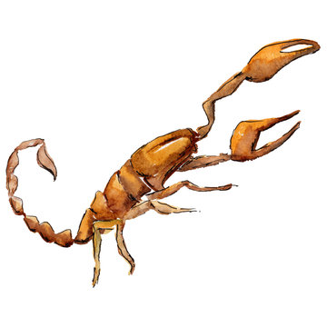 Exotic scorpion wild insect in a watercolor style isolated. Full name of the insect: scorpion. Aquarelle wild insect for background, texture, wrapper pattern or tattoo.