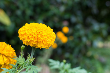 Marigold flowers on trees with green leaves background