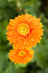 Orage gerbera flowers after rain