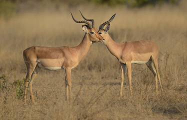 Naklejka na ściany i meble Male impala antelope South African wildlife safari