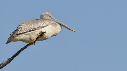 White Pelican from Africa perching on tree branch