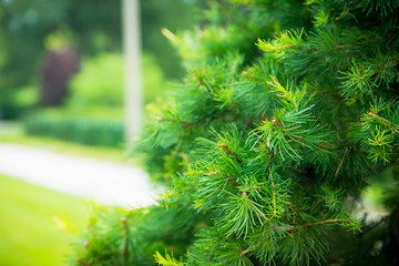 Park with different beautiful trees