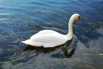 Papier Peint photo autocollant Cygne Romantic white swan on the lake